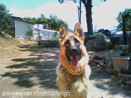 nzlivonbafİ Dişi Alman Çoban Köpeği