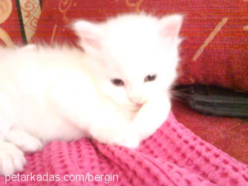 zuzu Dişi Ankara Kedisi (Angora)