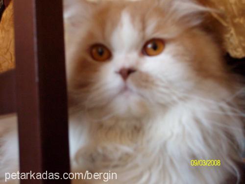 zuzu Dişi Ankara Kedisi (Angora)