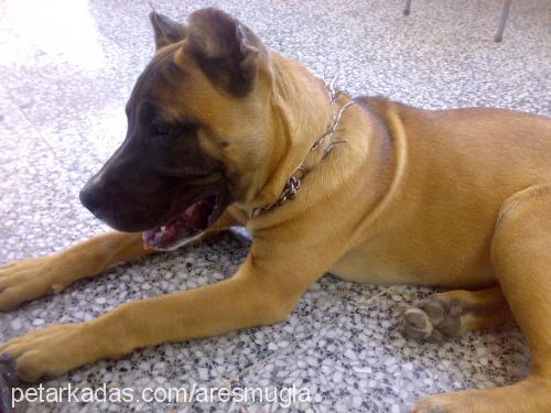 ares Erkek Bandogge Mastiff