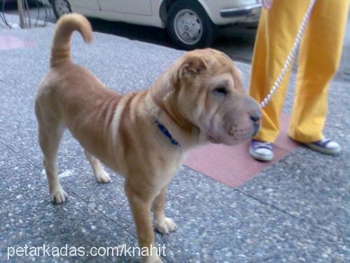 hoşaf Dişi Çin Shar-Pei