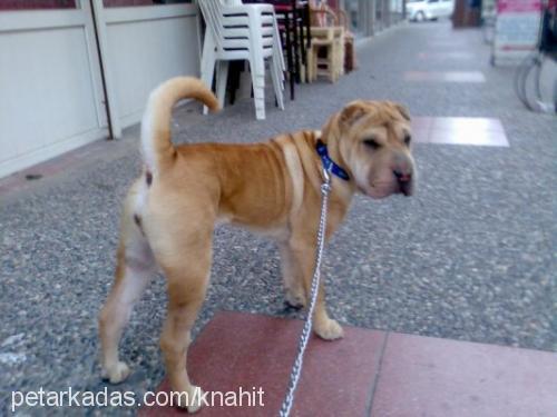 hoşaf Dişi Çin Shar-Pei