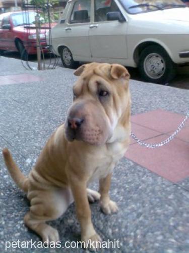 hoşaf Dişi Çin Shar-Pei