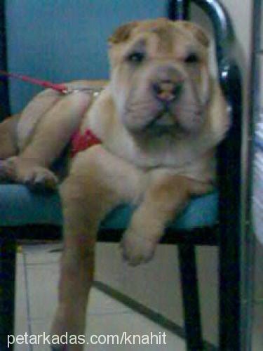 hoşaf Dişi Çin Shar-Pei