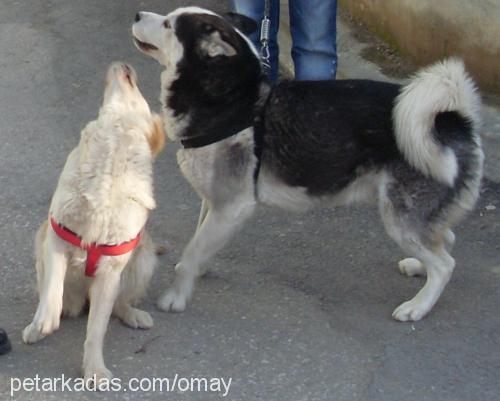 pierre Erkek Alaskan Malamute