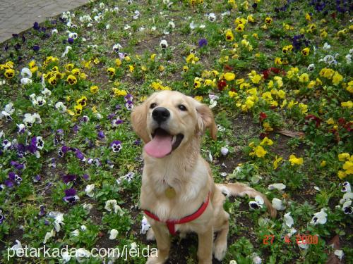 joker Erkek Golden Retriever