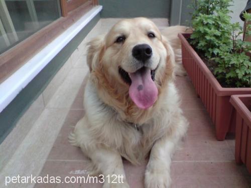 ricky Erkek Golden Retriever