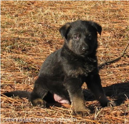 tan Erkek Alman Çoban Köpeği