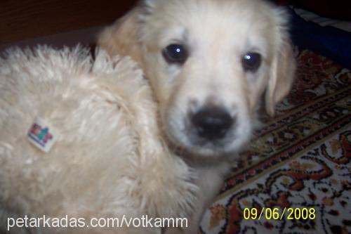 vodka Dişi Golden Retriever