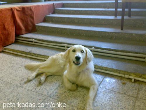 lesi Dişi Golden Retriever