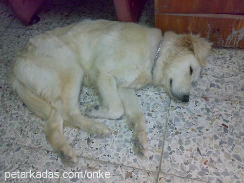 lesi Dişi Golden Retriever