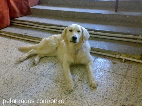 lesi Dişi Golden Retriever