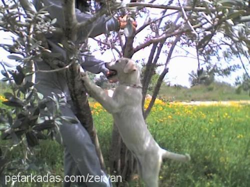 ışık..benimışığ Dişi Labrador Retriever