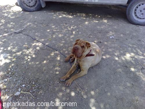 asİ Erkek Çin Shar-Pei