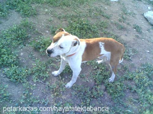 timoti Erkek Amerikan Staffordshire Terrier