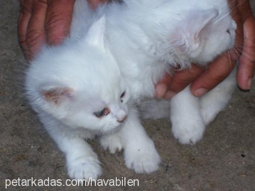 cancan Erkek Ankara Kedisi (Angora)