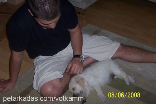 vodka Dişi Golden Retriever