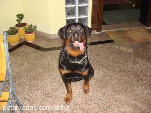 paŞa Erkek Rottweiler