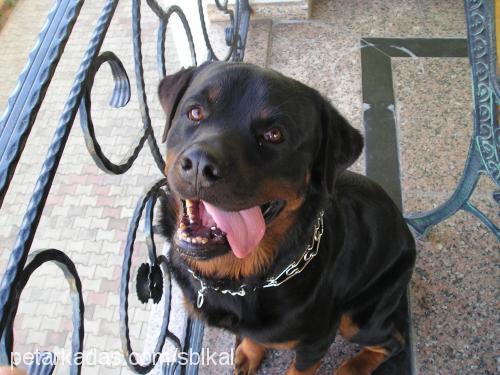 paŞa Erkek Rottweiler