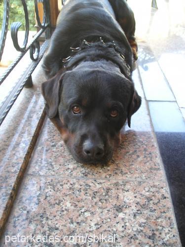 paŞa Erkek Rottweiler