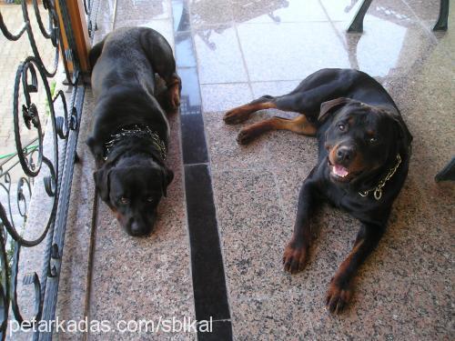 paŞa Erkek Rottweiler