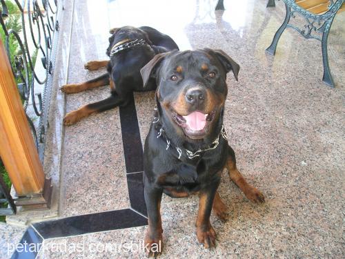 asilcan Erkek Rottweiler