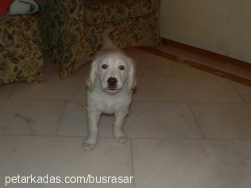 goldie Dişi Golden Retriever