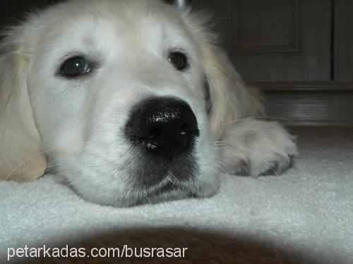 goldie Dişi Golden Retriever