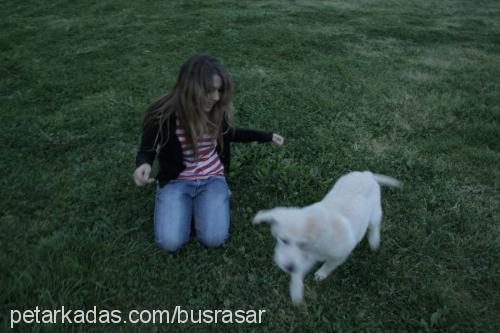 goldie Dişi Golden Retriever