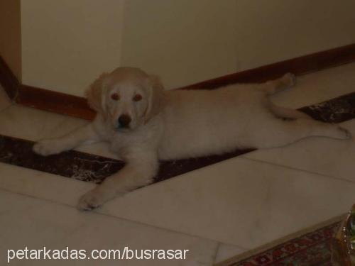 goldie Dişi Golden Retriever