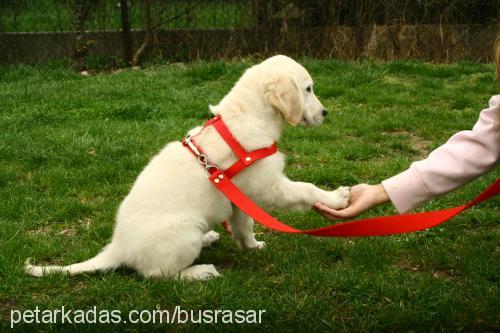 goldie Dişi Golden Retriever