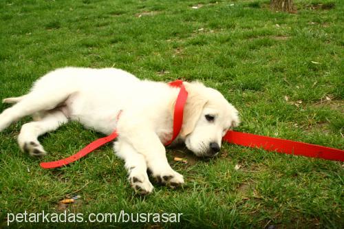 goldie Dişi Golden Retriever