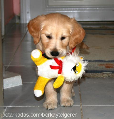 molİ Dişi Golden Retriever