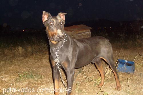 zehir Erkek Doberman Pinscher