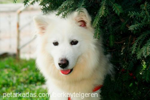 gİzmo Dişi Samoyed