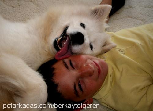 gİzmo Dişi Samoyed