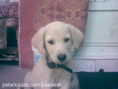 bıdık Erkek Labrador Retriever