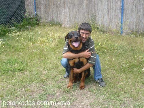 kral Erkek Rottweiler