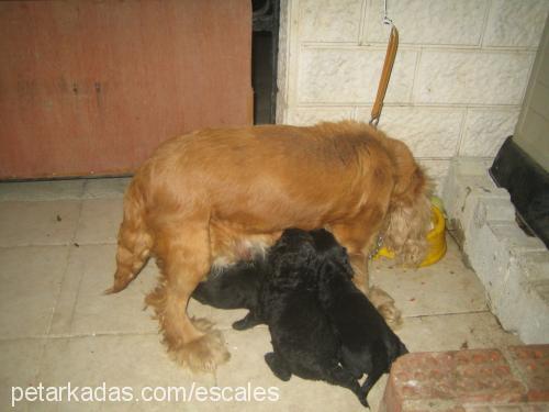 tarçın Dişi İngiliz Cocker Spaniel