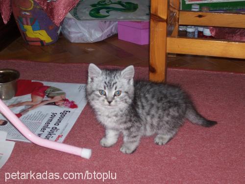 duman Dişi British Shorthair