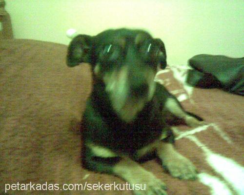 bıdık[die] Dişi Minyatür Pinscher