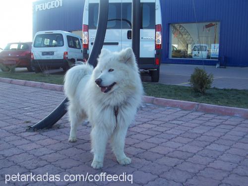 prens Erkek Samoyed