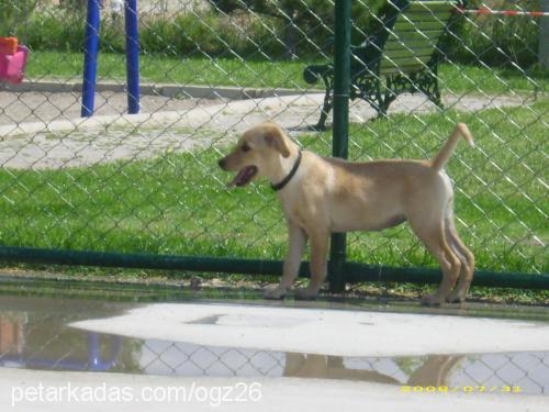 crunch Dişi Golden Retriever