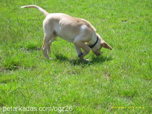 crunch Dişi Golden Retriever