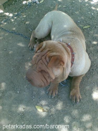 asİ Erkek Çin Shar-Pei