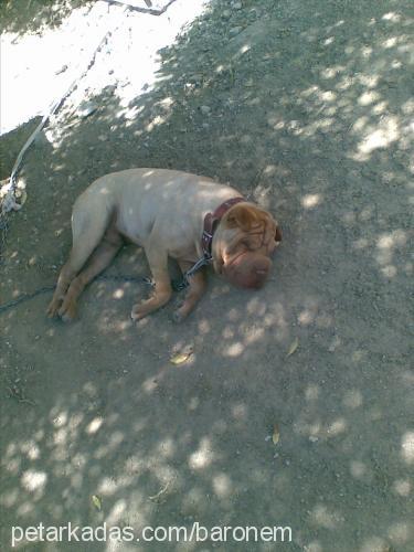 asİ Erkek Çin Shar-Pei