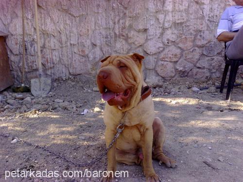 asİ Erkek Çin Shar-Pei