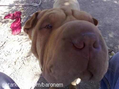 asİ Erkek Çin Shar-Pei