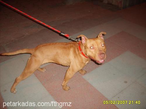 --banshee-- Dişi Amerikan Pitbull Terrier