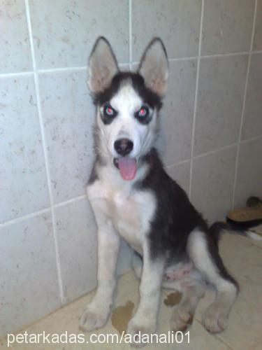 ice Erkek Sibirya Kurdu (Husky)